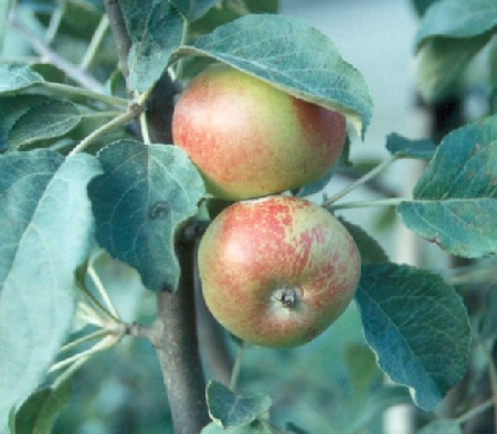 Malus domestica 'Grenman'
